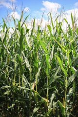 Corn stalks, leaves and flowers.