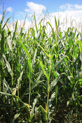 Corn stalks in a field.