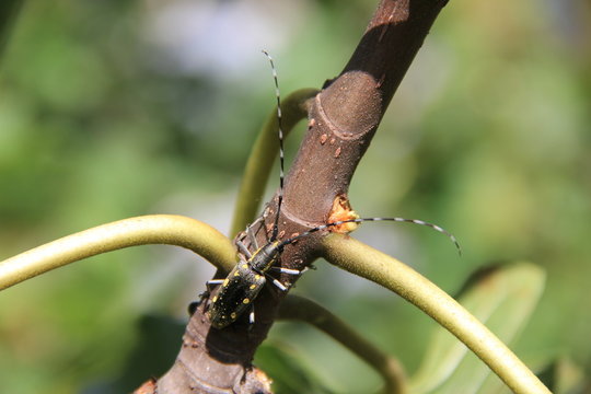 イチジクの枝を這うキボシカミキリ(宮城県)