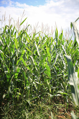 Stalks in the midst of the corn field.