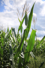 Obraz premium Corn flowers and leaves.