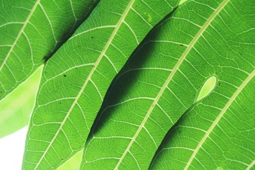 Green leaf with drops of water with nature