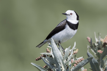 Fototapeta premium White-fronted Chat (Epthianura albifrons)
