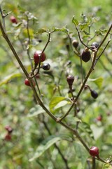 Fresh tomatoes on the tree in garden