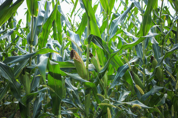 Ears of corn and leaves on the stalk in a cornfield.