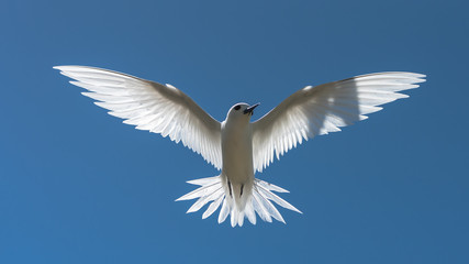 Naklejka premium White tern, bird of Polynesia, Tahiti, Gygis alba, peace symbol 