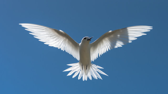 White tern, bird of Polynesia, Tahiti, Gygis alba, peace symbol
