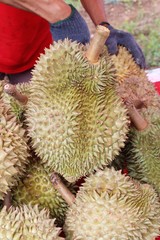 Durian fruit is delicious in the market