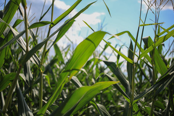 Leaves of a stalk of corn in a cornfield.