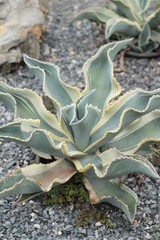 Beautiful small the cactus in the nature