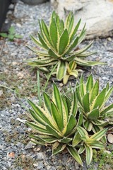 Beautiful small the cactus in the nature