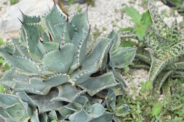 Fototapeta premium Beautiful small the cactus in the nature