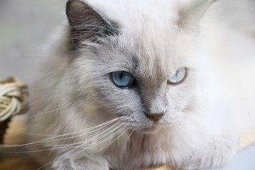 Cats with blue eyes are staring