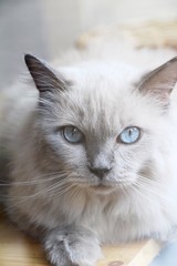 Cats with blue eyes are staring