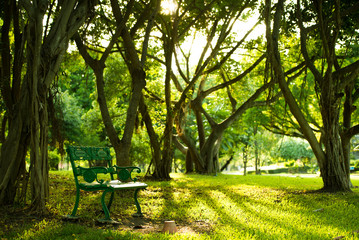 Green bench under the tree in the garden