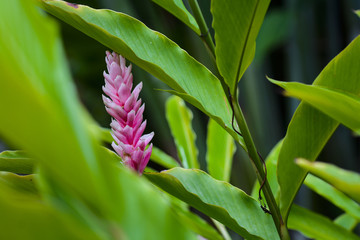 Pink ginger flower in garden