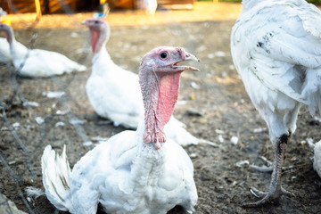 Large white turkeys behind the grid on a rural farm