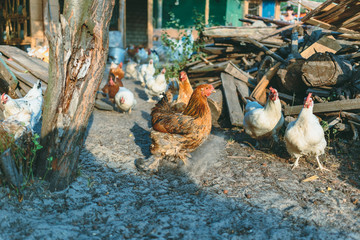 Chickens in the farmyard