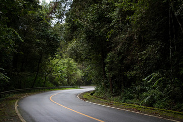 Asphalt road through the deep forest. Close up, Nature background.