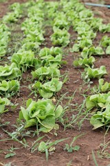 Fresh lettuce for health in the garden