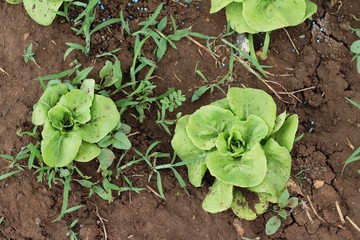 Fresh lettuce for health in the garden