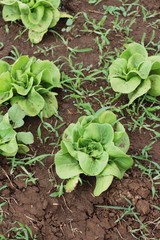 Fresh lettuce for health in the garden