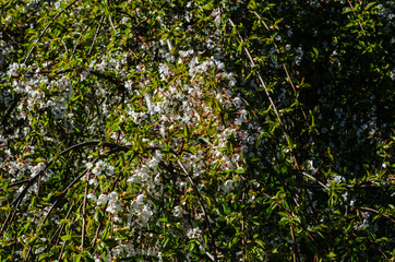 Branches of the blossoming cherry. Natural background