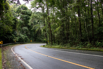 Asphalt road through the deep forest. Close up, Nature background.