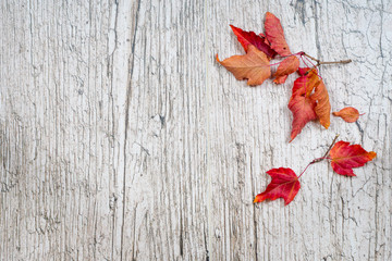 Naklejka na ściany i meble red autumn leaves on white wooden planks