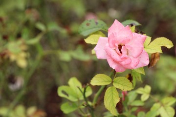 Beautiful roses is blooming in the garden