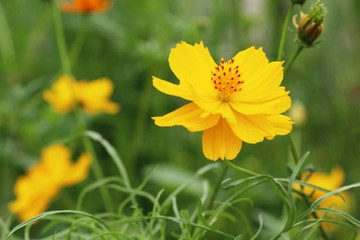 Beautiful cosmos colorful flowers in the garden