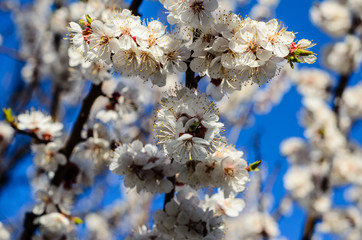 Branches of the blossoming apricot tree against blue sky