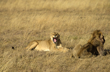Lioness facing camera with mouth open and showing teeth. Male lion with back to camera showing indifference. Tarangire National Park, Tanzania, Africa.