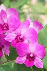 Orchid in garden with nature