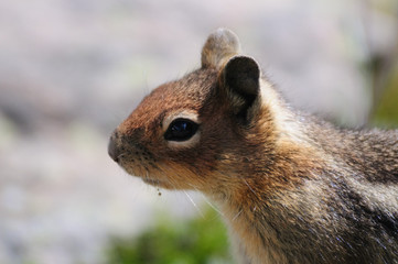 Golden Mantled Squirrel