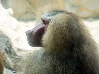 The portrait of a male baboon