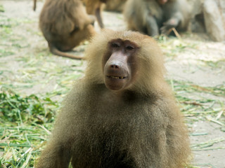 The portrait of a male baboon