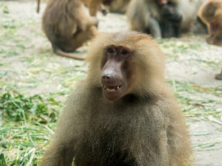 The portrait of a male baboon