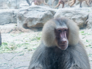 The portrait of a male baboon