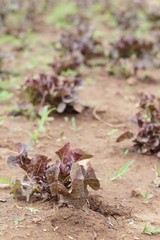Fresh lettuce for health in the garden