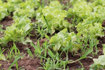 Fresh lettuce for health in the garden