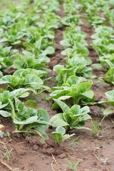 Fresh lettuce for health in the garden