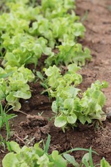 Fresh lettuce for health in the garden