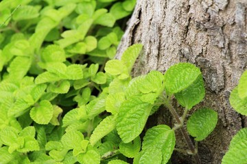 Pepper mint leaves in garden with nature