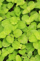 Pepper mint leaves in garden with nature