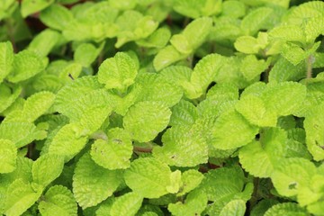 Pepper mint leaves in garden with nature