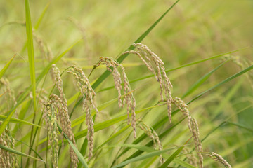 稲穂