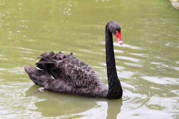 Fototapeta premium Black swan in the pond