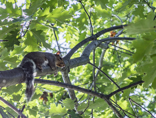 squirrel at the tree