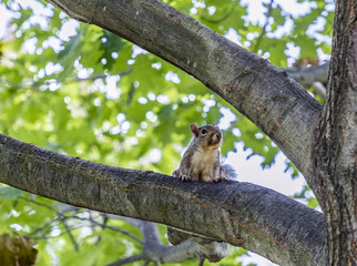 squirrel at the tree